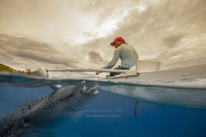 Whale Shark and Feeder by Wayne Jones 